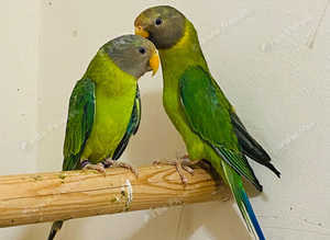 Beautiful plum headed parrot