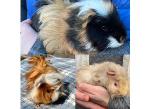 Male Guinea Pigs (Peruvian & Funky Haired)
