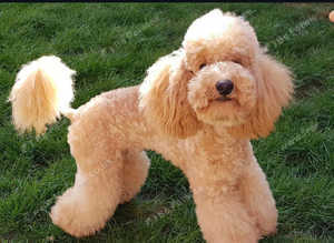 Toy Poodle for stud