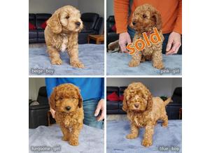 Miniature red Cockapoo puppies - ready to leave