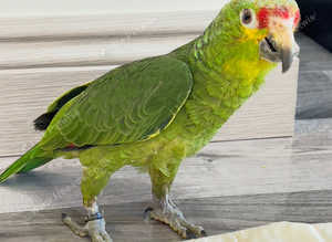 Stunning baby red crown Amazon parrot