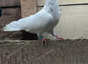 High flyer rollers pigeon