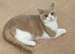 British Shorthaired cream and white kittens