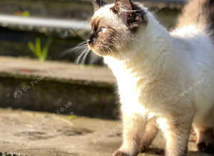 Ragdoll x