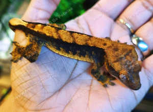 Halloween Crested Gecko