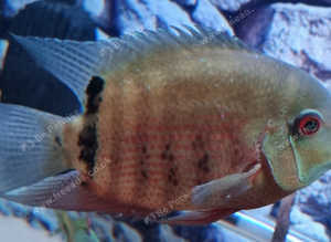 2 x Severum SA Cichlids for Sale - fantastic condition - Roughly 5-6 inches £70