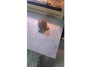 Leperds tortoise