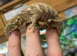 Brosse Leachianus Giant Gecko at Birmingham Reptiles