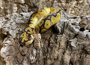 Pastel Clown Royal Python at Birmingham Reptiles