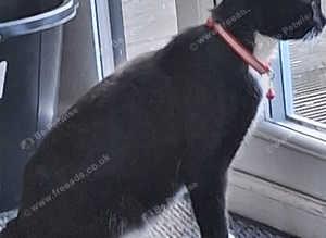 1 year old cat