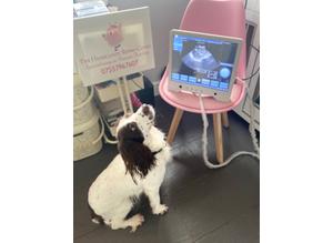 The Headcandy Repro Clinic Specialising in Canine Fertility