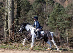 4 year old 14.2hh part bred welsh cob - lovely all rounder