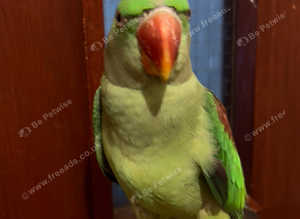 Stunning young alexandrine parrot
