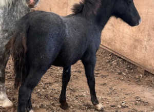!!FRIENDLIEST FOAL!!