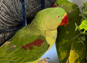 Stunning baby alexandrine parrot