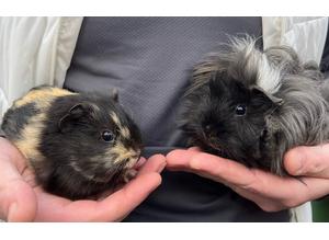 Pair of Young Male Guinea Pigs