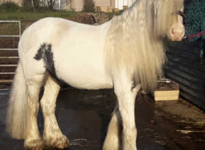 !13hh fairytale pony! BEST MANE & TAIL!