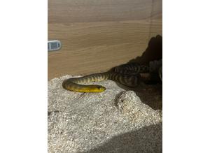 Woma's python