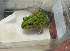 Baby Giant African Bull frog