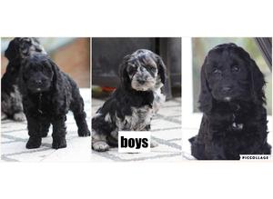 Stunning F1 Cockapoo puppies for sale