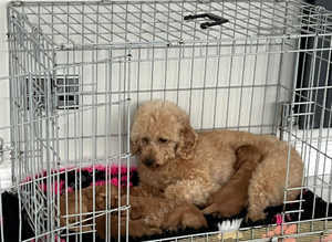 F1 cockapoo puppy's