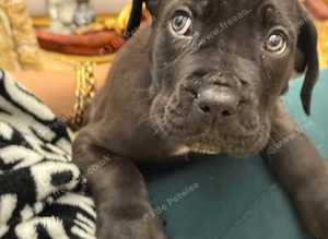 Cane Corso X presa Canario