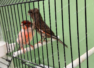 Portuguese Harlequin for sale