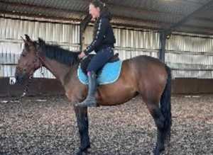 DION 15.1 IRISH SPORTS HORSE