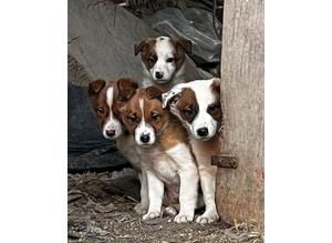 Gorgeous Welsh Sheepdog puppies