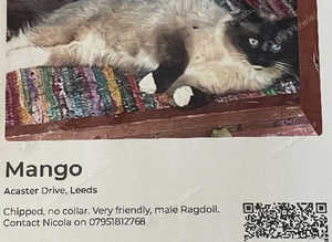 Missing Ragdoll cat from Garforth, Leeds