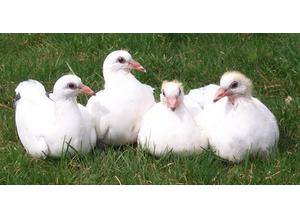 10 very pretty baby fantail doves different colours