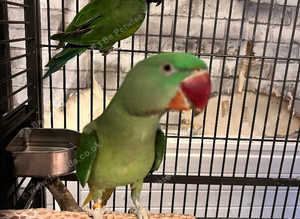 Beautiful baby alexandrine parrot