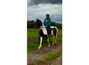 Belle, 12 year old welsh cob X