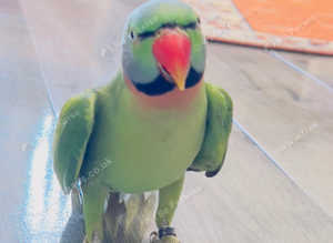 Stunning male moustache parrot