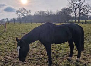 Sharer wanted for 16.1hh warmblood gelding