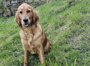 Golden Irish Boy available