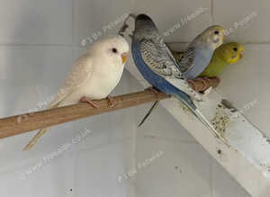 Budgies for sale hove