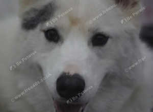 Husky cross malamute