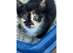 A beautiful female kitten