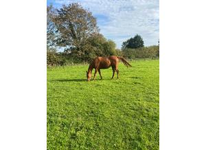 For loan 16hh tb gelding 13yrs old
