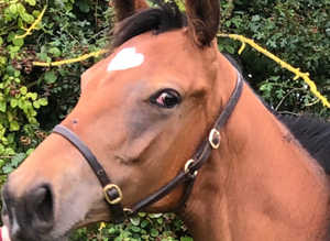 3 year old Thoroughbred Filly