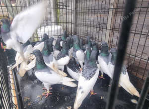 Pigeons for sale