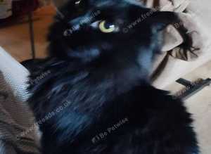 Cat looking for loving home