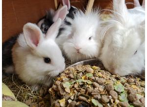 Two litters of baby rabbits available from 11/04/22
