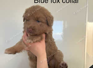 Rare kcreg Isabella,white,blue German shepherd pups