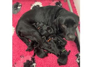 Exceptionally well bred litter of Black Labrador Puppies Due