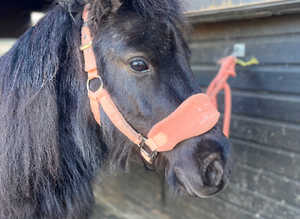 A cracking Shetland