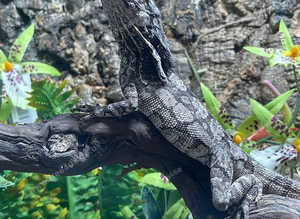 Indonesian Frilled Dragon