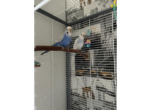 A pair of Beautiful Budgies looking for a new home