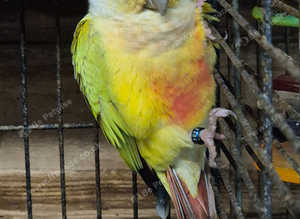 Conures for sale